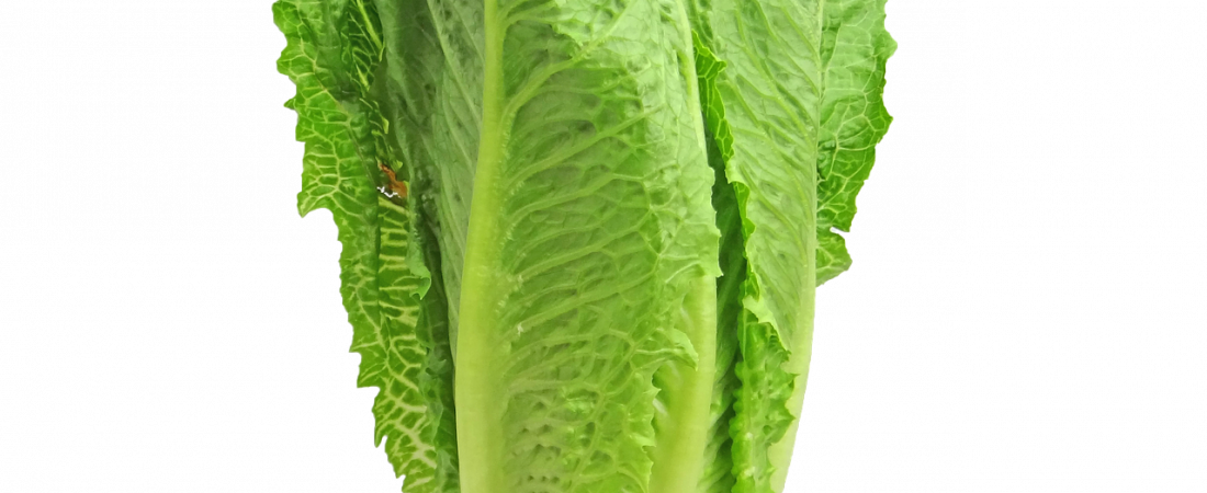 lettuce-2468495_1280-1100×450