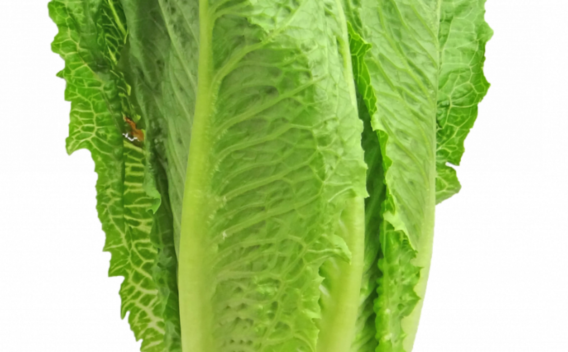 lettuce-2468495_1280-1100×450