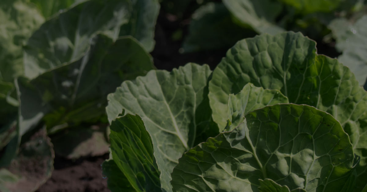 Why Understanding the Produce Management Process Matters