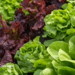 Freshly Picked, October 28, 2025