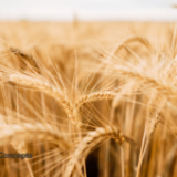 Freshly Picked, April 21, 2026